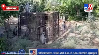 Aurangabad | धुमाकूळ घालणारे 60 वानर जेरबंद करण्यात यश