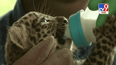 Leopard Population | देशातील बिबट्यांची संख्या तब्बल 60 टक्क्यांनी वाढ