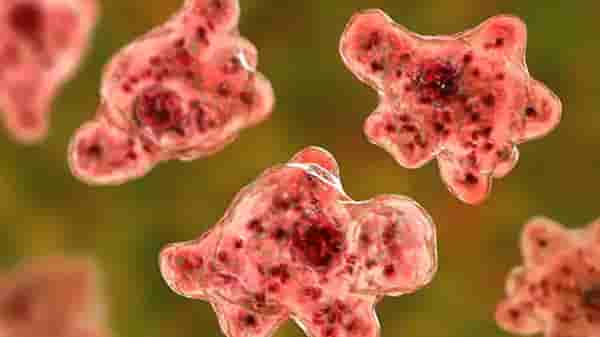 Brain Eating Amoeba | कोरोनाच्या संकटात आणखी एक धोका, अमेरिकेत ‘मेंदू खाणाऱ्या अमिबा’ची दहशत!