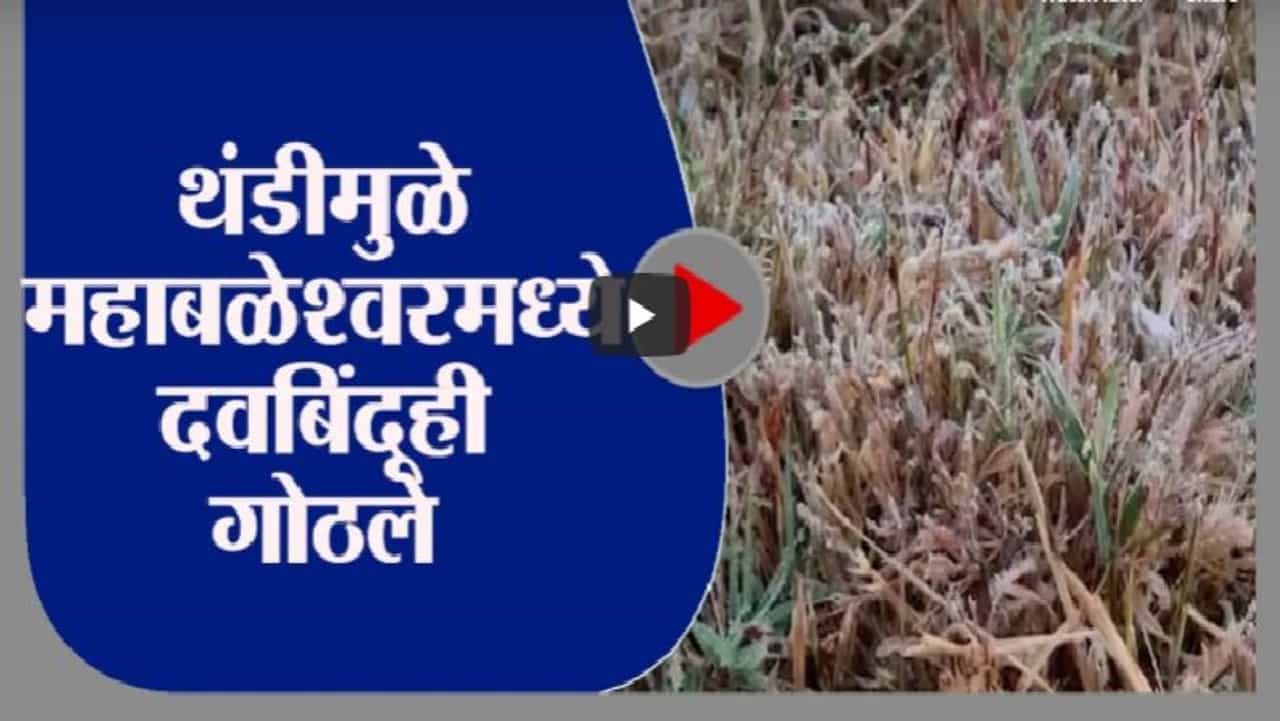 Mahabaleshwar | थंडगार महाबळेश्वर, कडाक्याच्या थंडीमुळे दवबिंदूही गोठले