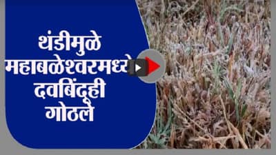 Mahabaleshwar | थंडगार महाबळेश्वर, कडाक्याच्या थंडीमुळे दवबिंदूही गोठले