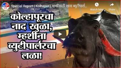Special Report | Kolhapur | म्हशींसाठी खास ब्युटीपार्लरची व्यवस्था, म्हशींना धुण्याचा अनोखा उपाय