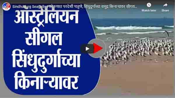 Sindhudurg Seagulls | कोकणात परदेशी पाहुणे, सिंधुदुर्गाच्या समुद्र किनाऱ्यावर सीगलचे थवे