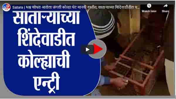 Satara | भक्ष शोधत आलेला जंगली कोल्हा थेट मानवी वस्तीत, साताऱ्याच्या शिंदेवाडीतील घटना