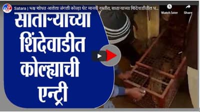 Satara | भक्ष शोधत आलेला जंगली कोल्हा थेट मानवी वस्तीत, साताऱ्याच्या शिंदेवाडीतील घटना