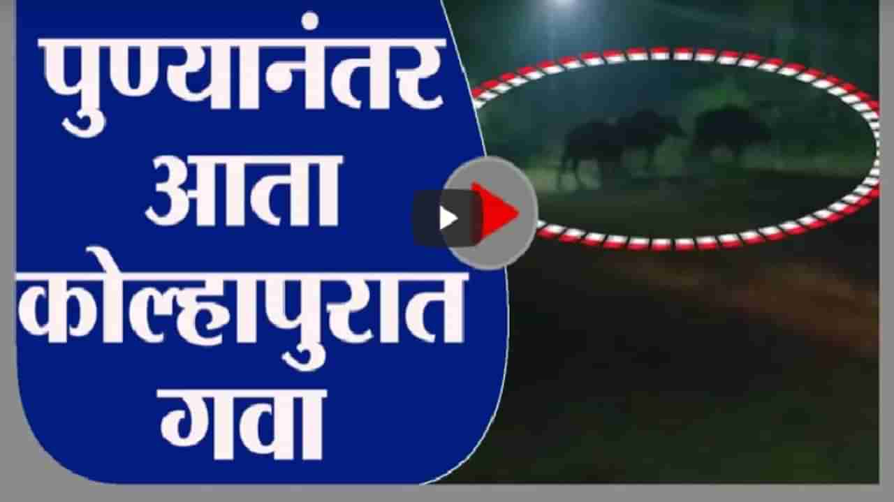 Kolhapur | पुण्यानंतर आता कोल्हापुरात गव्याचा वावर, वनविभागाकडून गव्यांचा शोध सुरु