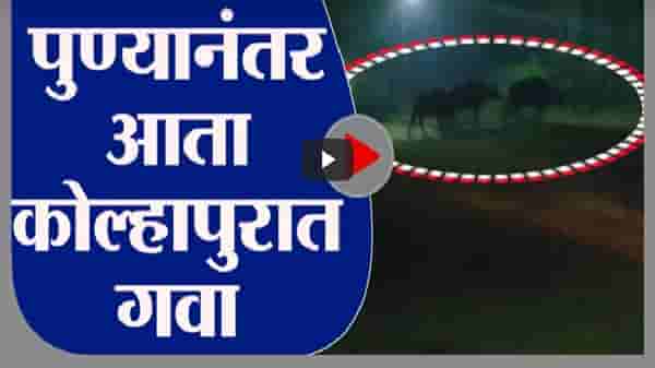 Kolhapur | पुण्यानंतर आता कोल्हापुरात गव्याचा वावर, वनविभागाकडून गव्यांचा शोध सुरु