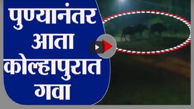 Kolhapur | पुण्यानंतर आता कोल्हापुरात गव्याचा वावर, वनविभागाकडून गव्यांचा शोध सुरु