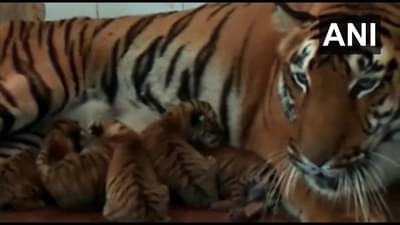 औरंगाबादच्या सिद्धार्थ उद्यानात नवे सवंगडी; समृद्धी वाघीणीने दिला पाच बछड्यांना जन्म