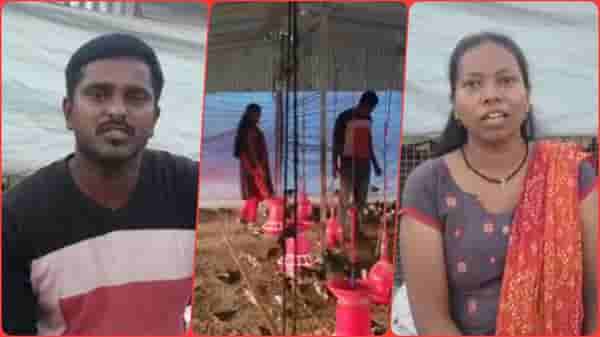 नोकरीला रामराम करतं माढ्यातील शिरसट दाम्पत्यानं पोल्ट्री व्यवसायात करुन दाखवलं