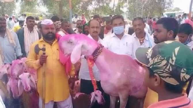 सांगलीचा 16 लाखांचा बोकड चोरीला, अलिशान कारमधून पळवला!