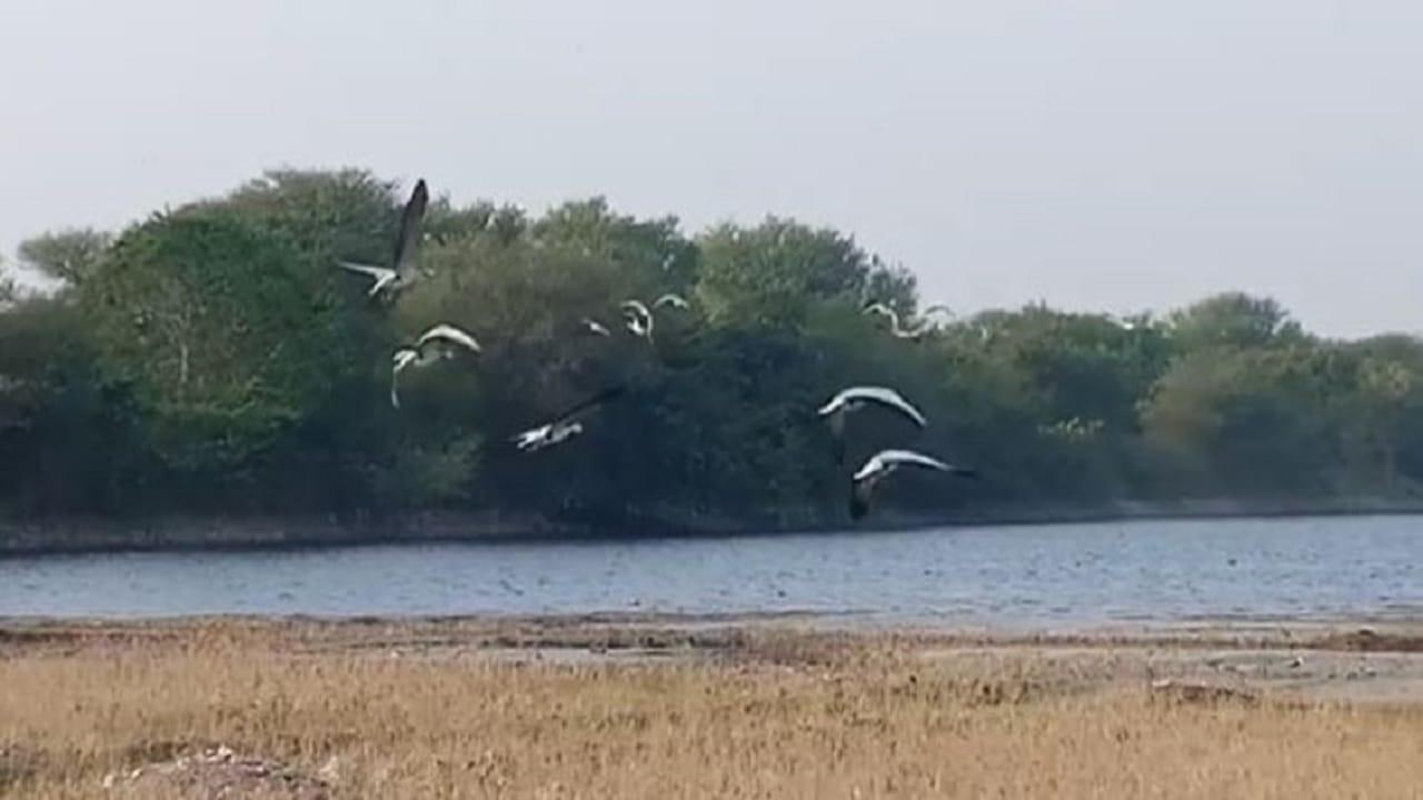 दरवर्षीप्रमाणे यंदाही सातारा जिल्ह्यातील खटाव तालुक्यातील तलावात देशी-विदेशी पक्षांनी हजेरी लावली आहे. 
