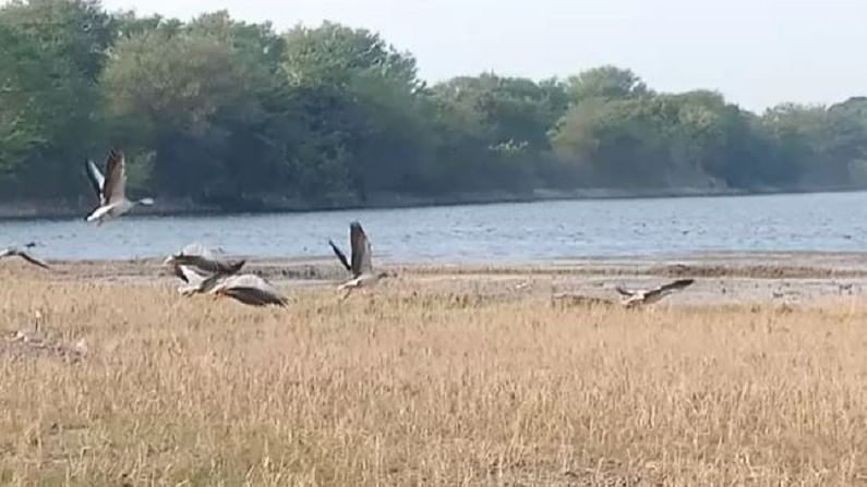 मात्र यंदा प्रथमच बार हेडेड गुज या पक्षाने हजेरी लावल्याने अनेक पक्षीप्रेमी या ठिकाणी पक्ष्यांचे निरीक्षण करण्यासाठी दाखल होत आहेत. 