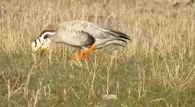 या तलावाच्या दक्षिणेला सुमारे 22 हंसाचा थवा विसावला आहे. हिरव्यागार गवतातील कीटक, पाणवनस्पतीवर आपला उदरनिर्वाह करीत आहेत.