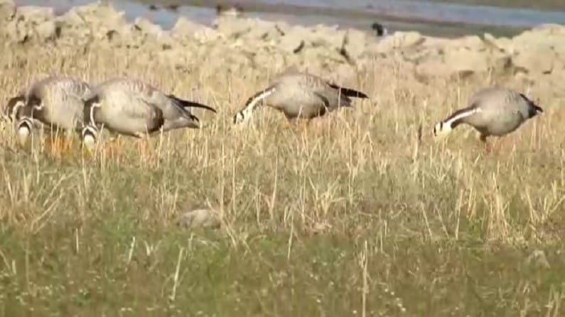 त्यात पट्टेरी हंस, चक्रवाक, काळा अवाक, नंदीमुख बदक, काळा शराटी इत्यादी पक्षांचा समावेश आहे. 