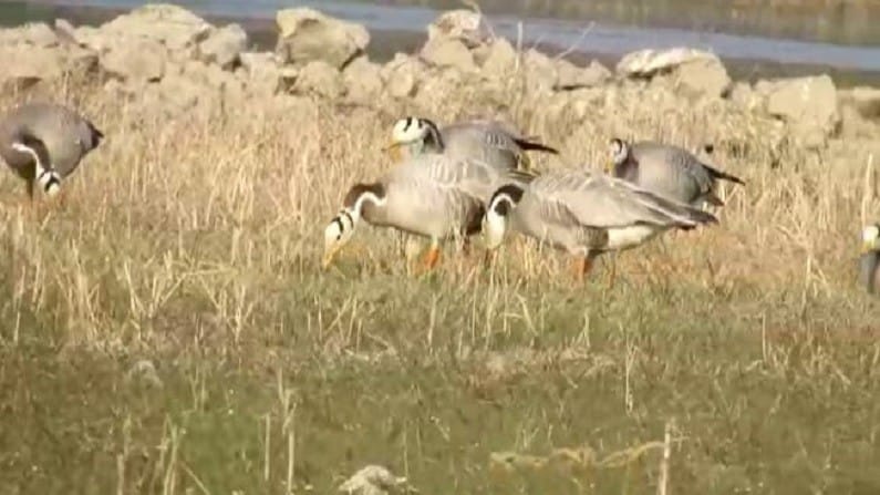 खटाव तालुक्यातील मायणी, येरळवाडी, कानकात्रे आणि सूर्याची वाडी या ठिकाणी यंदा प्रथमच बार हेडेड गुज म्हणजेच पट्टेरी हंस या पक्षाचे दर्शन झाले आहे. 