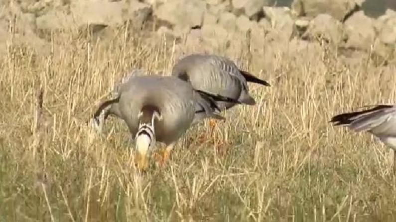 येरळवाडी, कानकात्रे आणि सूर्याची वाडी तलावात या आधी बऱ्याच वेळा फ्लेमिंगो हजेरी लावतात. 