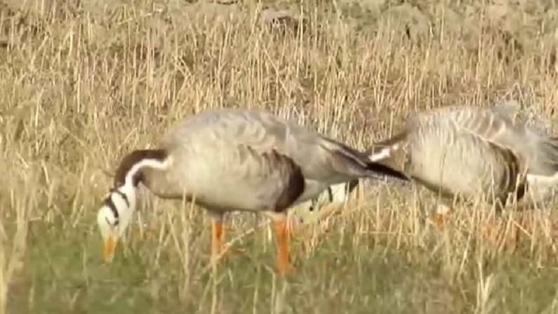 यंदा तलावात मुबलक पाणीसाठा झाल्याने तलावाच्या उथळ, पाणथळ जागेत, अन्नाच्या शोधात असलेले अनेक पक्षी तलावाच्या ठिकाणी दिसत आहे. 