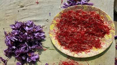 मोदींच्या मन की बातमधली केसरची शेती कशी देते लाखो कमाईची संधी?