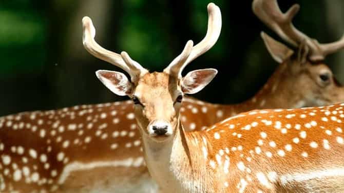 इंदोरीकर महाराजांच्या विहिरीत हरणाचा मृत्यू; उंबरी येथे बिबट्याचा मुक्त संचार?