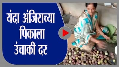 Pune | यंदा अंजीर पिकाला चांगला हमीभाव, अंजीर उत्पादकांना दिलासा