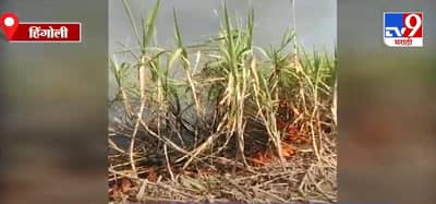 Hingoli | हिंगोलीत विद्युत तारांच्या शॉटसर्किटमुळे 10 एकर ऊस जळून खाक