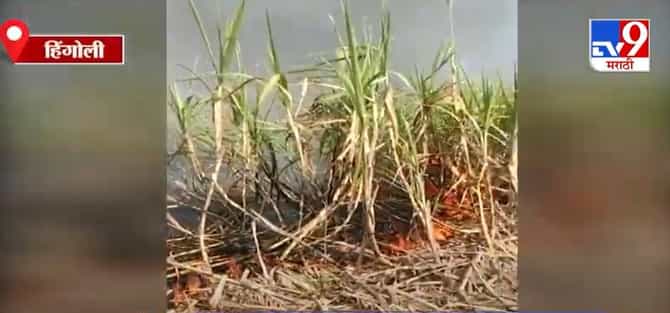 Hingoli | हिंगोलीत विद्युत तारांच्या शॉटसर्किटमुळे 10 एकर ऊस जळून खाक