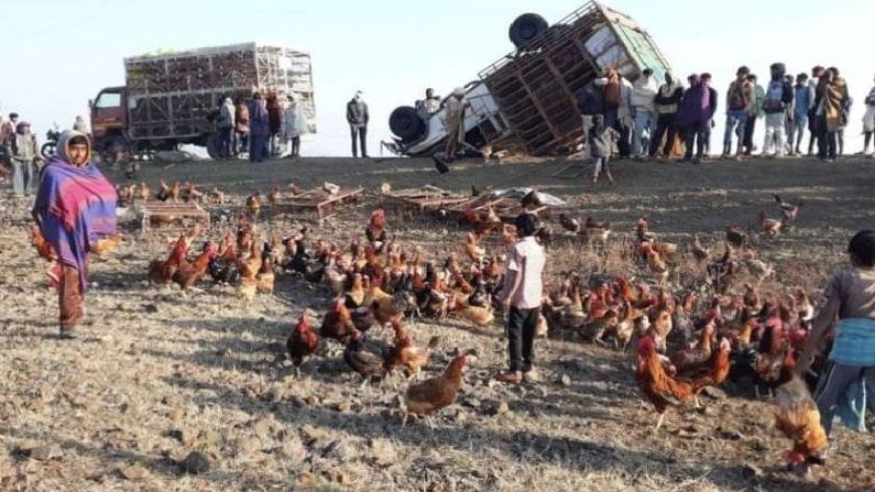 कोंबड्यांचा ट्रक उलटला, पळवापळवीसाठी नागरिकांची झुंबड, 300 कोंबड्यांची लूट