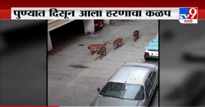 Pune | पुण्यात आता गव्यानंतर हरणांचा कळप