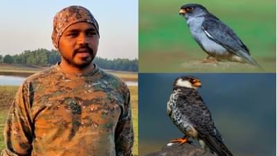 Photo | भिगवणच्या पठ्ठ्याच्या कॅमेराची कमाल, अमूर फाल्कन पक्षाचे पाहा खास फोटो...