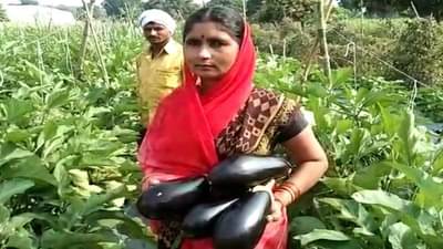 नववर्षाच्या मुहुर्तावर नांदेडच्या शेतकऱ्याची मेहनतीची वांगी फळाला, 40 दिवसांत 3 लाखांचा नफा!