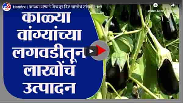 Nanded | काळ्या वांग्याने मिळवून दिलं लाखोंचं उत्पादन