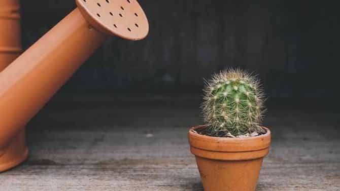 Vastu Tips | घरात चुकूनही लावू नका ‘ही’ रोपं, अन्यथा होऊ शकते नुकसान!