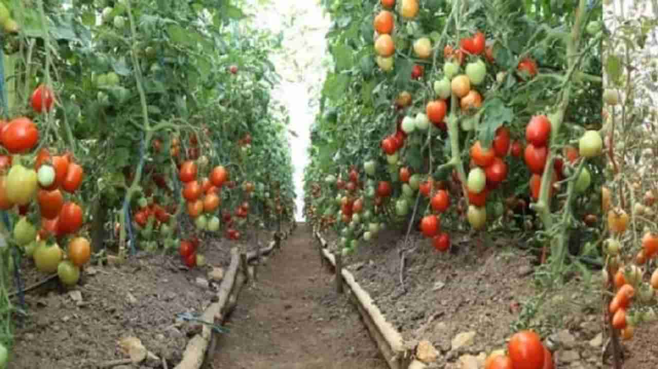 हरियाणा सरकारची मोठी घोषणा; या नव्या योजनेमुळे शेतकऱ्यांना होणार फायदा