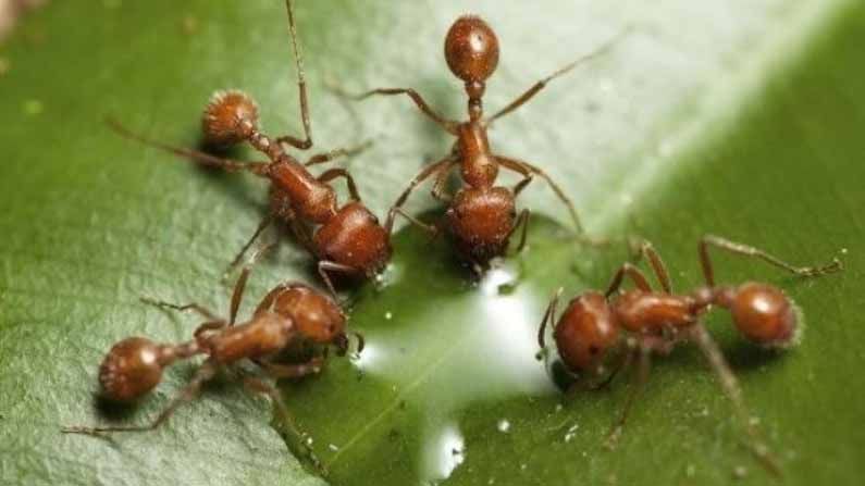 लाल मुंग्यांची चटणी कोरोनावर प्रभावी? आयुष मंत्रालय मोठा निर्णय घेण्याच्या तयारीत