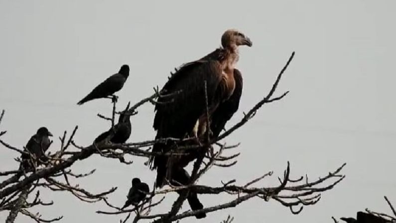 हा पक्षी उत्तर महाराष्ट्र आणि हिमाचल प्रदेश याठिकाणी आढळून येतात. 