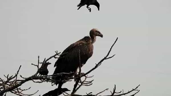 नवीन वर्षाच्या सुरुवातीला बोरिवलीतील संजय गांधी राष्ट्रीय उद्यानात एका दुर्मिळ हिमालय ग्राफिक गिधाडाचे दर्शन झाले आहे.