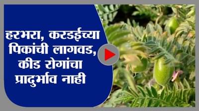 Nanded | हरभरा आणि करडईचे पीक एकत्रित घेतल्यास कीड रोगांचा प्रादुर्भाव कमी, शेतकऱ्यांचा दावा