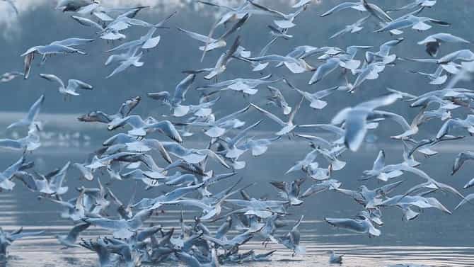 Birds Dying in India :कोरोनानंतर बर्ड फ्लूचं संकट?, देशभरात हजारो पक्षांचा मृत्यू, राजस्थानात हायअलर्ट