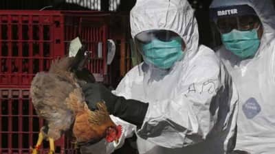 Bird Flu | बर्ड फ्लू नेमका काय?, लक्षणे कोणती?, औषध काय?, सर्व प्रश्नांची उत्तरं!