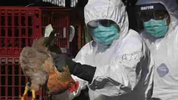 Bird Flu | आधी कोरोना त्यातच पुन्हा ‘बर्ड फ्लू’चा शिरकाव, ‘ही’ लक्षणे दिसताच घ्या वैद्यकीय मदत!