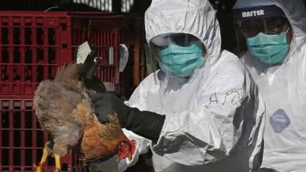 Bird Flu | बर्ड फ्लू नेमका काय?, लक्षणे कोणती?, औषध काय?, सर्व प्रश्नांची उत्तरं!