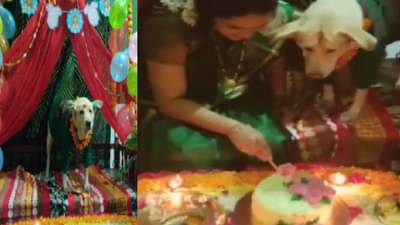 नागपुरात पोलिस अधिकाऱ्याकडून गर्भवती विन्नीचे डोहाळे जेवण