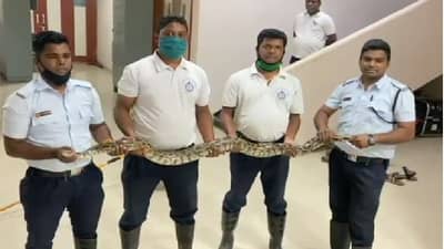पायाला पीळ मारण्याचा प्रयत्न, वसईत अग्निशमन दलाच्या जवानांकडून साडेसात फुटी अजगराची सुटका
