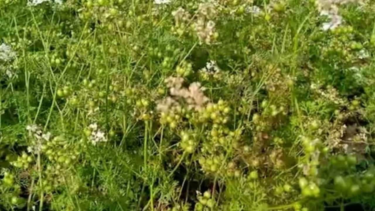 डोकं लावून शेती केली, 500 एकरवर कोथिंबीर पिकवली, 90 दिवसात लाखो कमावले!