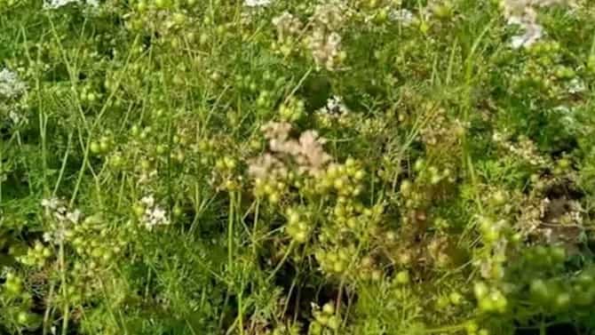 डोकं लावून शेती केली, 500 एकरवर कोथिंबीर पिकवली, 90 दिवसात लाखो कमावले!