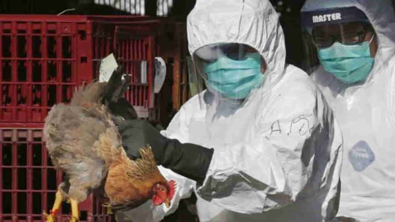 Bird Flu | केरळात बर्ड फ्ल्यूचा कहर; राज्य आपत्ती घोषित; चिकन-अंडीची दुकाने बंद