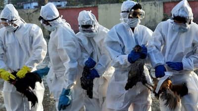 Bird Flu Alert |  ‘बर्ड फ्लू’पासून स्वतःचा बचाव करण्यासाठी ‘या’ गोष्टी कटाक्षाने टाळा!
