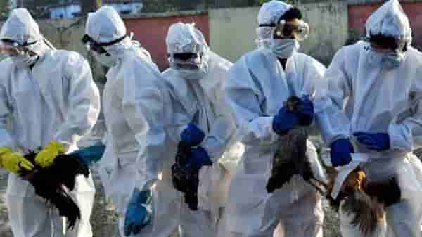 Bird Flu Alert | ‘बर्ड फ्लू’पासून स्वतःचा बचाव करण्यासाठी ‘या’ गोष्टी कटाक्षाने टाळा!
