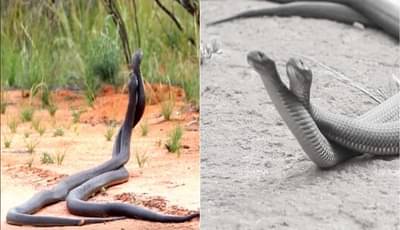 दोन विषारी सापांमध्ये झाली जबरदस्त Fight, एकमेकांना पिळा घालून केले वार; VIDEO व्हायरल